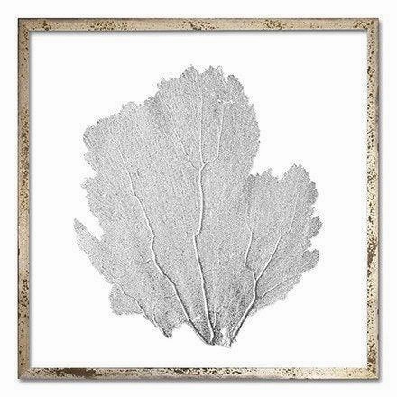 Square Coastal Sea Fan Nautical Beach Framed Wall Art - 25 x 25 - Available in 18 Colors