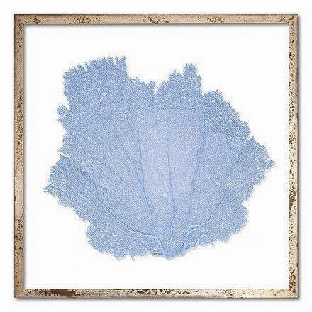 Square Coastal Sea Fan Nautical Beach Framed Wall Art - 25 x 25 - Available in 18 Colors