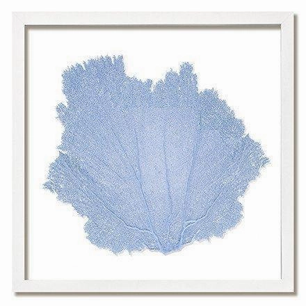 Square Coastal Sea Fan Nautical Beach Framed Wall Art - 25 x 25 - Available in 18 Colors