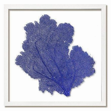 Square Coastal Sea Fan Nautical Beach Framed Wall Art - 25 x 25 - Available in 18 Colors