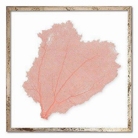 Square Coastal Sea Fan Nautical Beach Framed Wall Art - 25 x 25 - Available in 18 Colors
