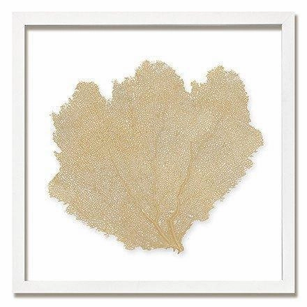 Square Coastal Sea Fan Nautical Beach Framed Wall Art - 25 x 25 - Available in 18 Colors
