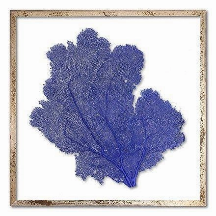 Square Coastal Sea Fan Nautical Beach Framed Wall Art - 25 x 25 - Available in 18 Colors