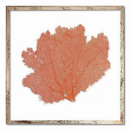 Square Coastal Sea Fan Nautical Beach Framed Wall Art - 25 x 25 - Available in 18 Colors