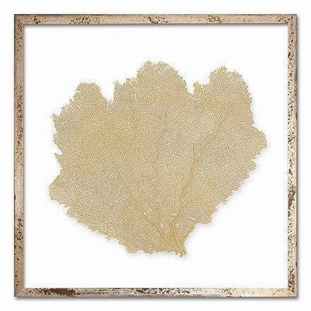 Square Coastal Sea Fan Nautical Beach Framed Wall Art - 25 x 25 - Available in 18 Colors