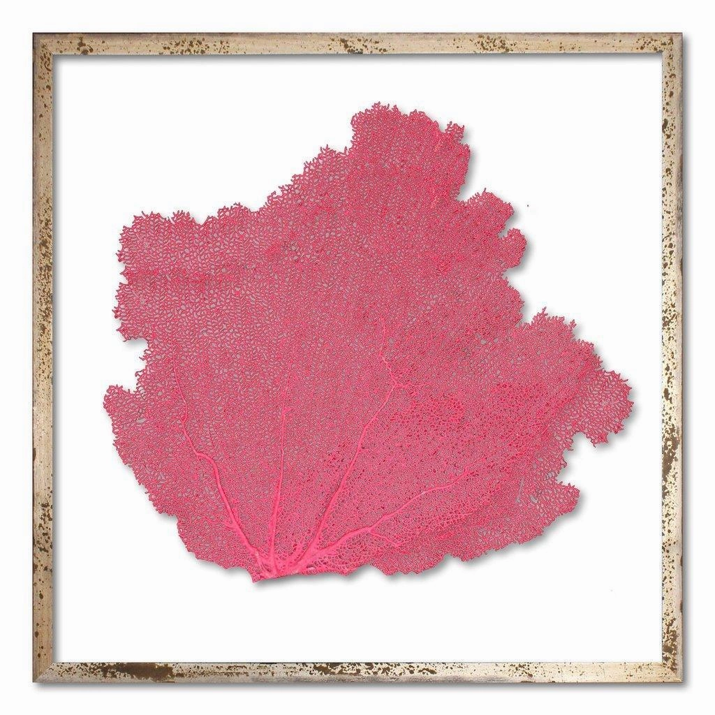 Square Coastal Sea Fan Nautical Beach Framed Wall Art - 25 x 25 - Available in 18 Colors