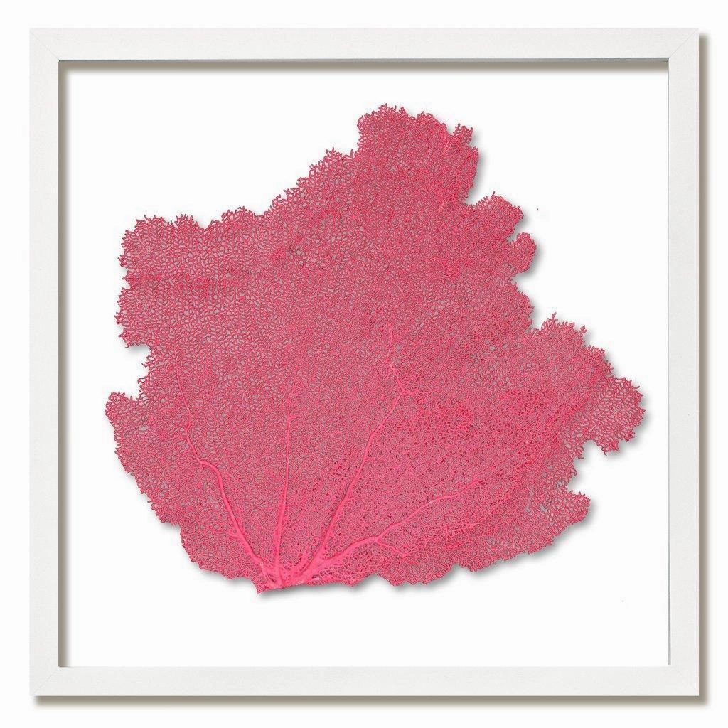 Square Coastal Sea Fan Nautical Beach Framed Wall Art - 25 x 25 - Available in 18 Colors