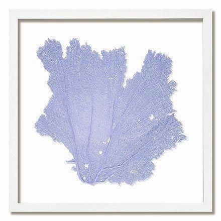 Square Coastal Sea Fan Nautical Beach Framed Wall Art - 25 x 25 - Available in 18 Colors