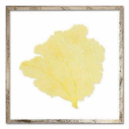 Square Coastal Sea Fan Nautical Beach Framed Wall Art - 25 x 25 - Available in 18 Colors