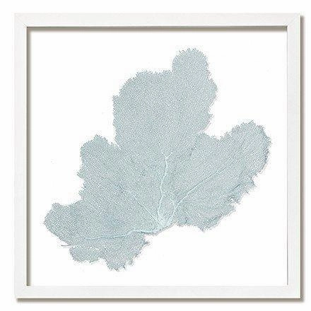 Square Coastal Sea Fan Nautical Beach Framed Wall Art - 25 x 25 - Available in 18 Colors