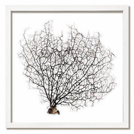 Square Coastal Sea Fan Nautical Beach Framed Wall Art - 25 x 25 - Available in 18 Colors
