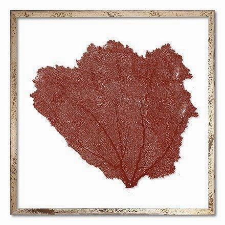Square Coastal Sea Fan Nautical Beach Framed Wall Art - 25 x 25 - Available in 18 Colors