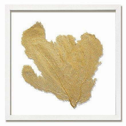Square Coastal Sea Fan Nautical Beach Framed Wall Art - 25 x 25 - Available in 18 Colors