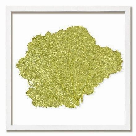Square Coastal Sea Fan Nautical Beach Framed Wall Art - 25 x 25 - Available in 18 Colors