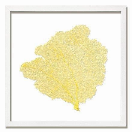 Square Coastal Sea Fan Nautical Beach Framed Wall Art - 25 x 25 - Available in 18 Colors