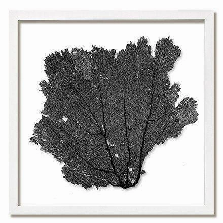 Square Coastal Sea Fan Nautical Beach Framed Wall Art - 25 x 25 - Available in 18 Colors