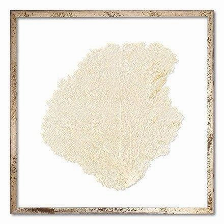 Square Coastal Sea Fan Nautical Beach Framed Wall Art - 25 x 25 - Available in 18 Colors