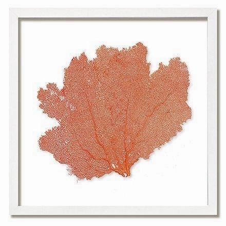 Square Coastal Sea Fan Nautical Beach Framed Wall Art - 25 x 25 - Available in 18 Colors