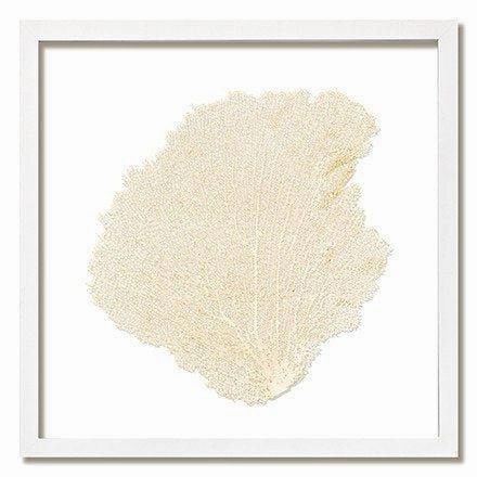Square Coastal Sea Fan Nautical Beach Framed Wall Art - 25 x 25 - Available in 18 Colors