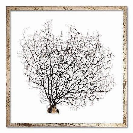 Square Coastal Sea Fan Nautical Beach Framed Wall Art - 25 x 25 - Available in 18 Colors