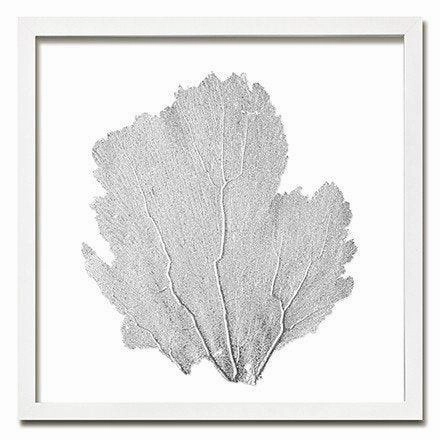 Square Coastal Sea Fan Nautical Beach Framed Wall Art - 25 x 25 - Available in 18 Colors