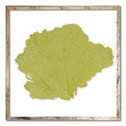 Square Coastal Sea Fan Nautical Beach Framed Wall Art - 25 x 25 - Available in 18 Colors