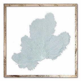 Square Coastal Sea Fan Nautical Beach Framed Wall Art - 30 x 30 - Available in 19 Colors 