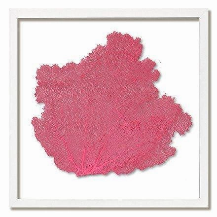 Square Coastal Sea Fan Nautical Beach Framed Wall Art - 30 x 30 - Available in 19 Colors