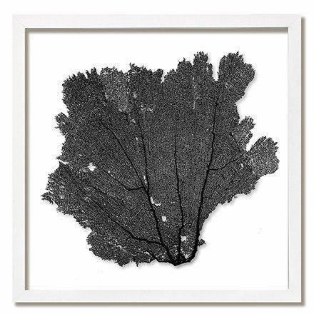 Square Coastal Sea Fan Nautical Beach Framed Wall Art - 30 x 30 - Available in 19 Colors