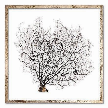 Square Coastal Sea Fan Nautical Beach Framed Wall Art - 30 x 30 - Available in 19 Colors