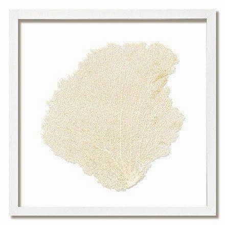 Square Coastal Sea Fan Nautical Beach Framed Wall Art - 30 x 30 - Available in 19 Colors
