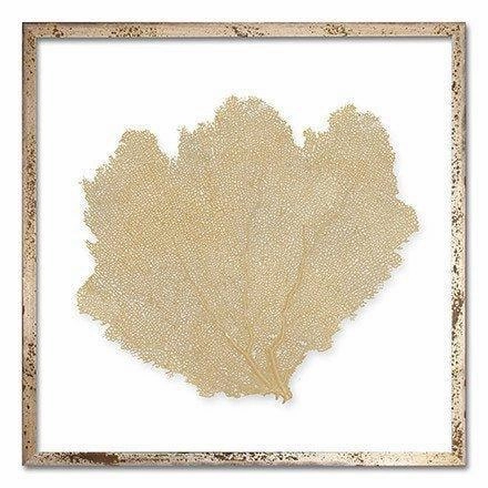 Square Coastal Sea Fan Nautical Beach Framed Wall Art - 30 x 30 - Available in 19 Colors