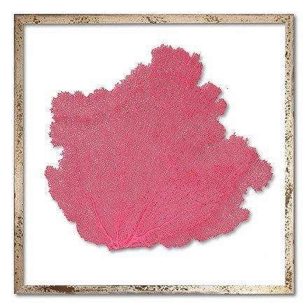 Square Coastal Sea Fan Nautical Beach Framed Wall Art - 30 x 30 - Available in 19 Colors