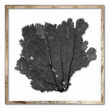 Square Coastal Sea Fan Nautical Beach Framed Wall Art - 30 x 30 - Available in 19 Colors