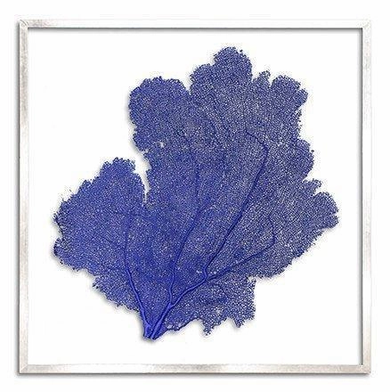 Square Coastal Sea Fan Nautical Beach Framed Wall Art - 37 x 37 - Available in 19 Colors