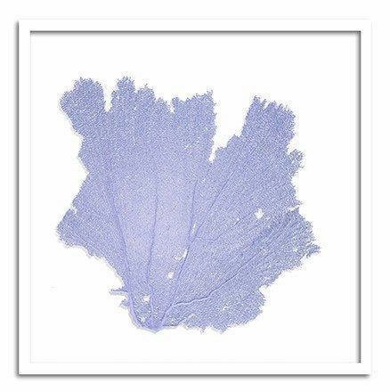 Square Coastal Sea Fan Nautical Beach Framed Wall Art - 37 x 37 - Available in 19 Colors