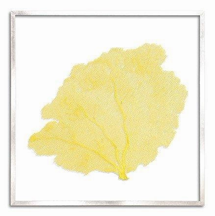 Square Coastal Sea Fan Nautical Beach Framed Wall Art - 37 x 37 - Available in 19 Colors