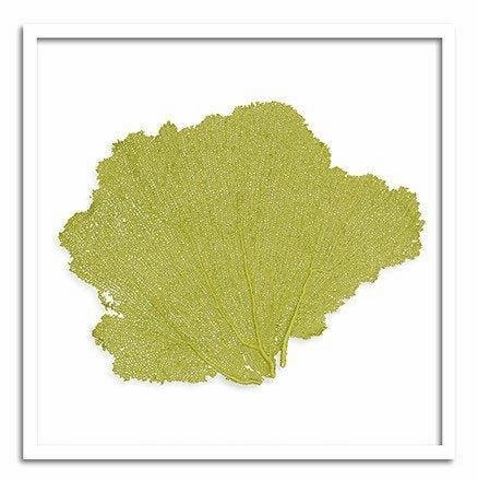 Square Coastal Sea Fan Nautical Beach Framed Wall Art - 37 x 37 - Available in 19 Colors