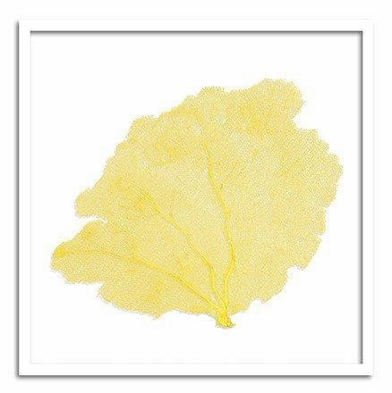 Square Coastal Sea Fan Nautical Beach Framed Wall Art - 37 x 37 - Available in 19 Colors