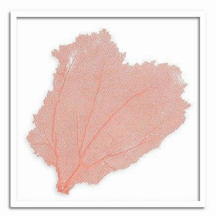 Square Coastal Sea Fan Nautical Beach Framed Wall Art - 37 x 37 - Available in 19 Colors