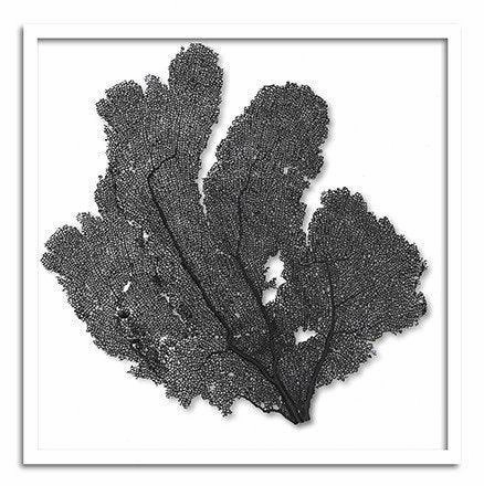 Square Coastal Sea Fan Nautical Beach Framed Wall Art - 37 x 37 - Available in 19 Colors