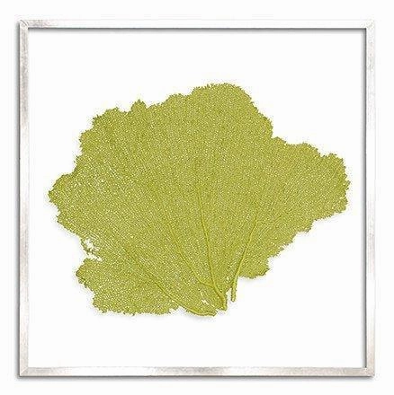 Square Coastal Sea Fan Nautical Beach Framed Wall Art - 37 x 37 - Available in 19 Colors