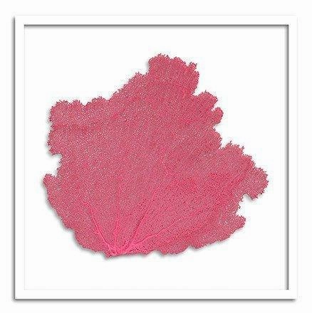 Square Coastal Sea Fan Nautical Beach Framed Wall Art - 37 x 37 - Available in 19 Colors