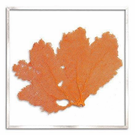Square Coastal Sea Fan Nautical Beach Framed Wall Art - 37 x 37 - Available in 19 Colors