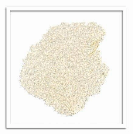 Square Coastal Sea Fan Nautical Beach Framed Wall Art - 37 x 37 - Available in 19 Colors
