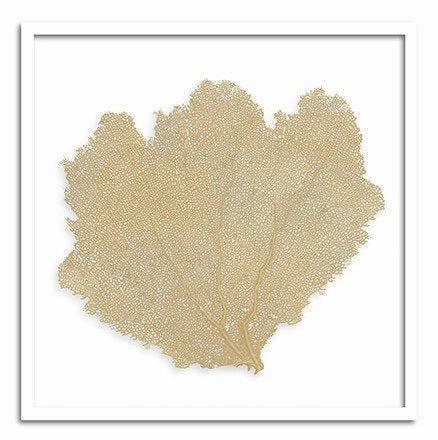 Square Coastal Sea Fan Nautical Beach Framed Wall Art - 37 x 37 - Available in 19 Colors