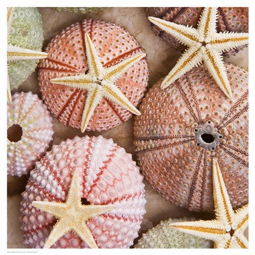 Starfish & Sea Urchins 
