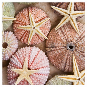 Starfish & Sea Urchins 