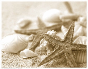 Starfish and Seashells 