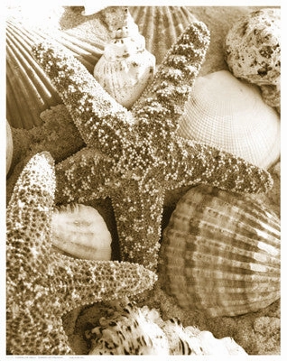 Starfish and Shells 